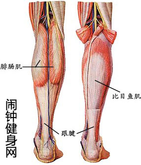 小腿肌肉图片