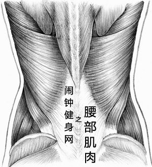 腰部肌肉锻炼方法大全,怎么练腰部肌肉(图解、