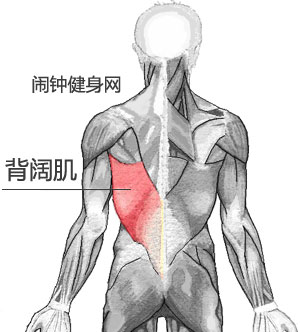 背阔肌图片