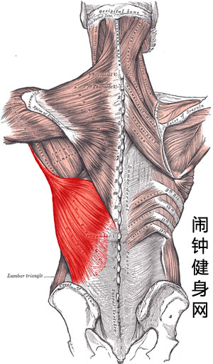 背阔肌背面图片