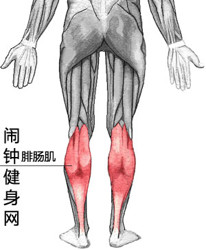 腓肠肌图片