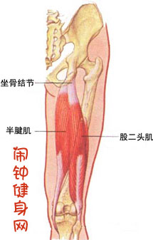 股二头肌图片