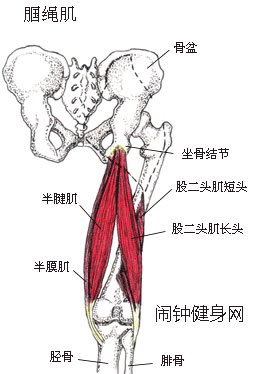 腘绳肌图片