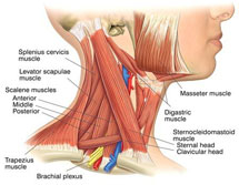颈部肌肉图片