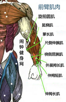 手臂肌肉图片