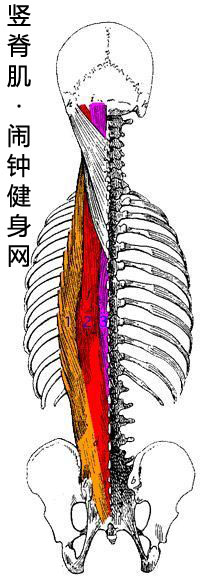 竖脊肌图片