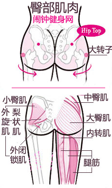 三角肌正面图片