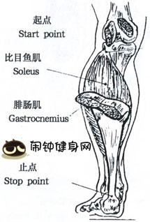 小腿背部肌肉图片