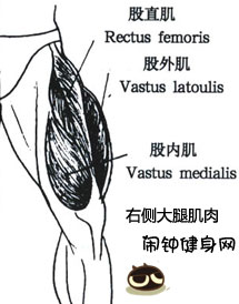 左侧大腿肌肉图片