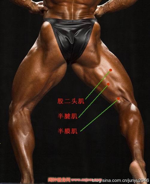股二头肌锻炼方法，半腱肌、半膜肌位置:大腿后部肌肉群在哪图片