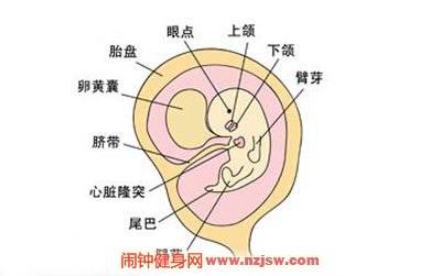 怀孕第六周胎儿的身体发育情况是怎样的